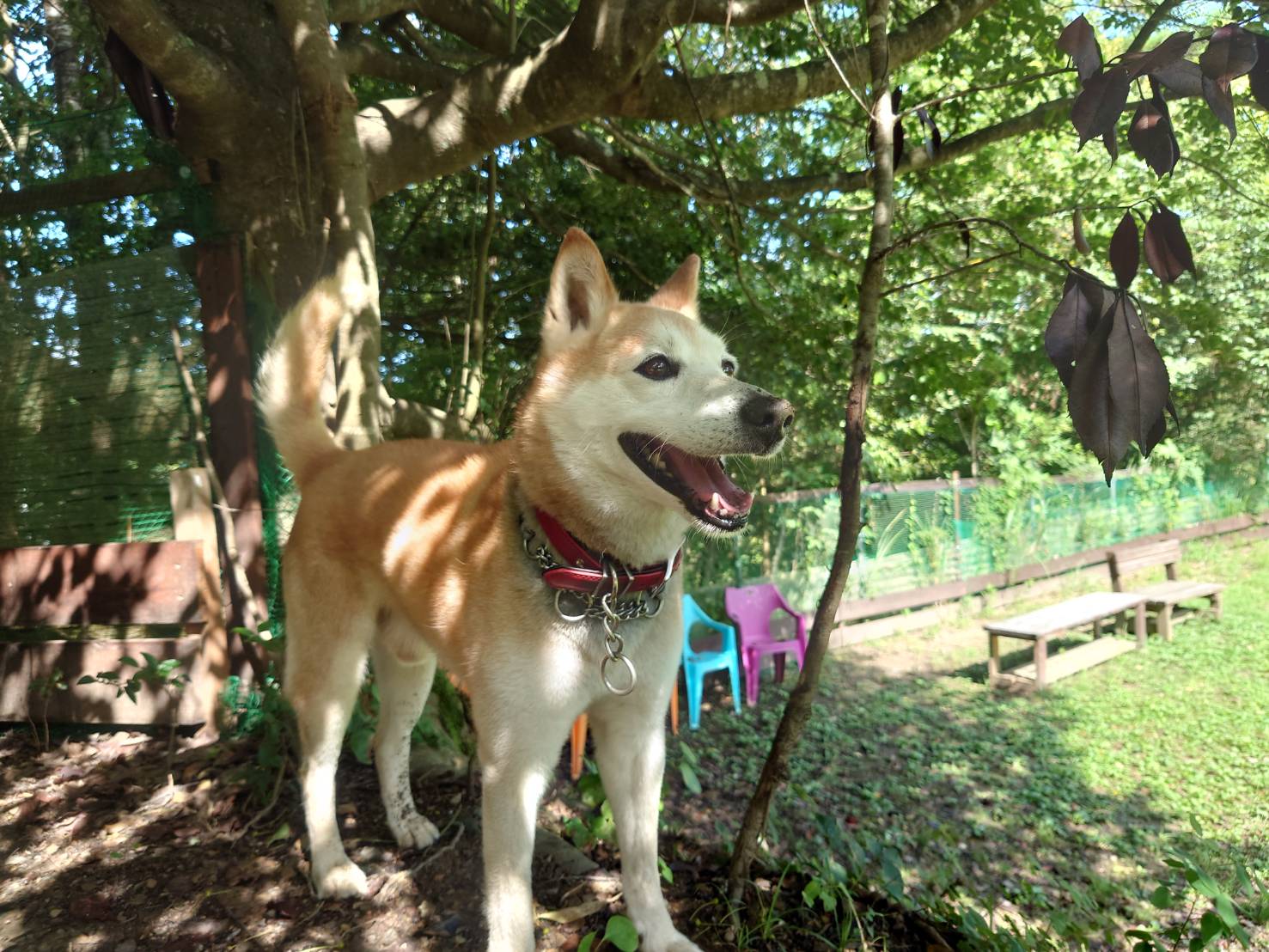 老犬ホーム大阪