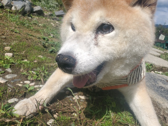 老犬ホーム大阪