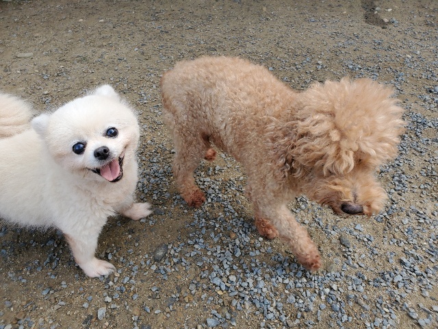 犬の認知症