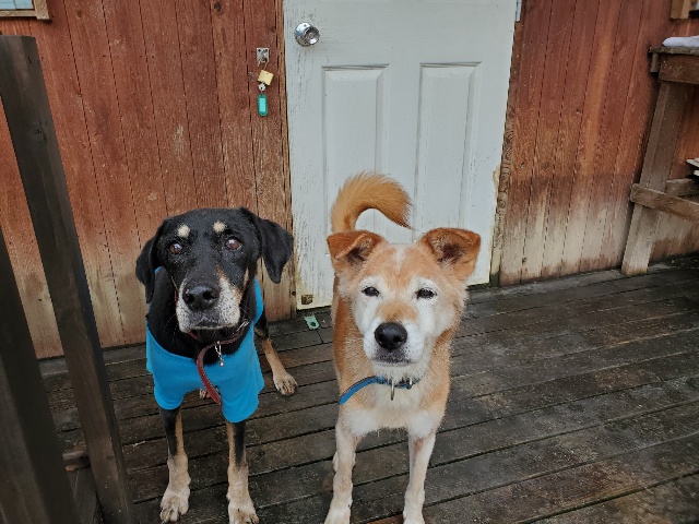 老犬介護