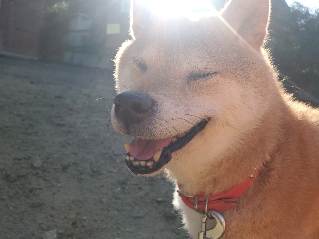 ドッグホテル大阪