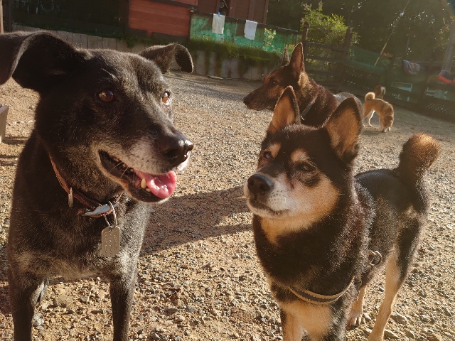大阪の老犬ホーム