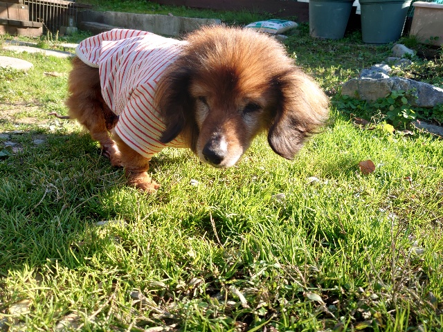 安い老犬ホーム