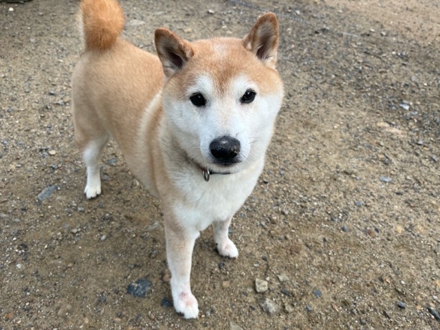 ドッグホテル大阪