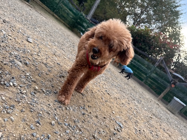 老犬ホームあん