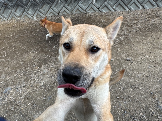 大阪老犬ホーム