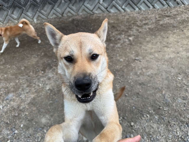 大阪ドッグホテル