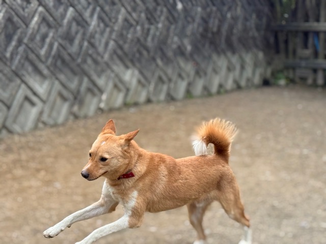 安い老犬ホーム