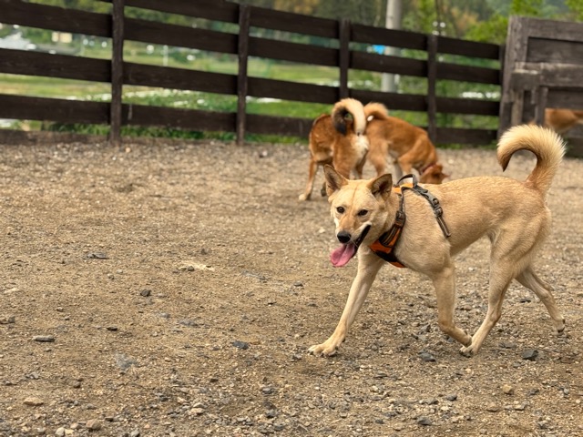 犬長期預り